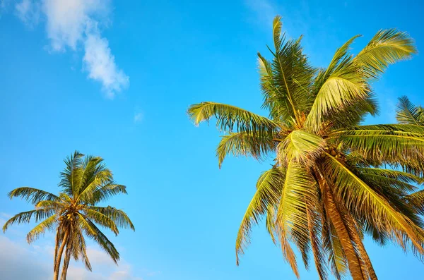 Cocotiers Contre Ciel Bleu — Photo