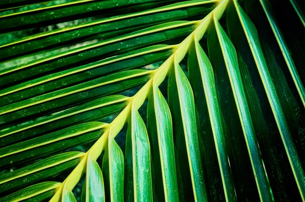 Close Palm Tree Leaf Nature Background Selective Focus — Stock Photo, Image