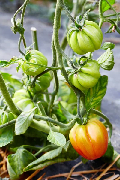 Ripening Organic Tomatoes Greenhouse Selective Focus — Stock Photo, Image