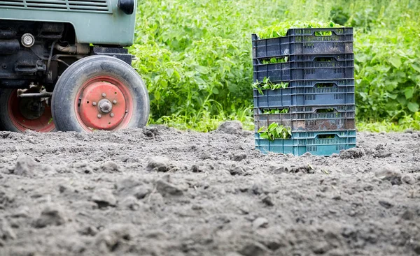 Seedlings Boxes Field Tractor Background Selective Focus — Stock Photo, Image