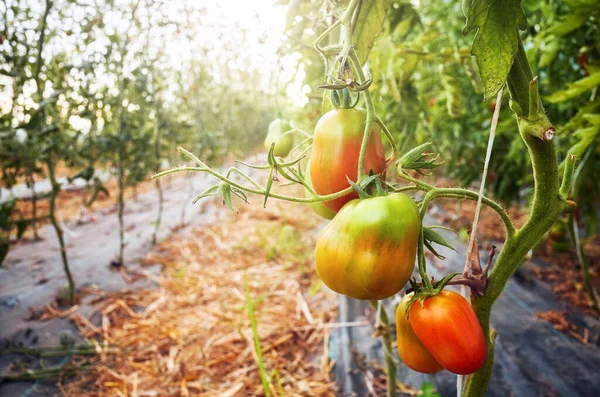 Ripening Organic Tomatoes Greenhouse Sun Selective Focus — Stock Photo, Image