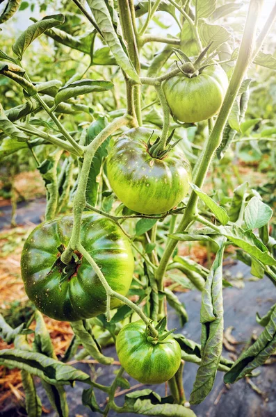 Ripening Organic Green Tomatoes Greenhouse Sun Selective Focus — Stock Photo, Image