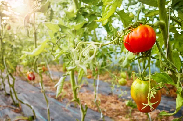 Ripening Organic Tomatoes Greenhouse Selective Focus — Stock Photo, Image