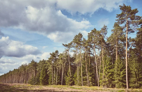 晴れた日の森のレトロ調の写真 — ストック写真