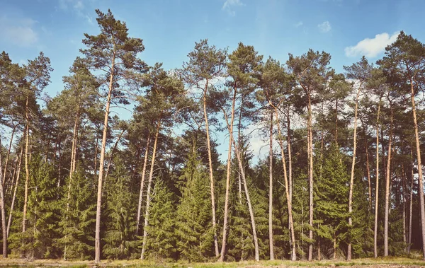 Retro Toned Beeld Van Een Bos Een Zonnige Dag — Stockfoto