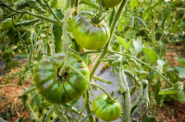 Ripening Organic Green Tomatoes Greenhouse Selective Focus — Stock Photo, Image