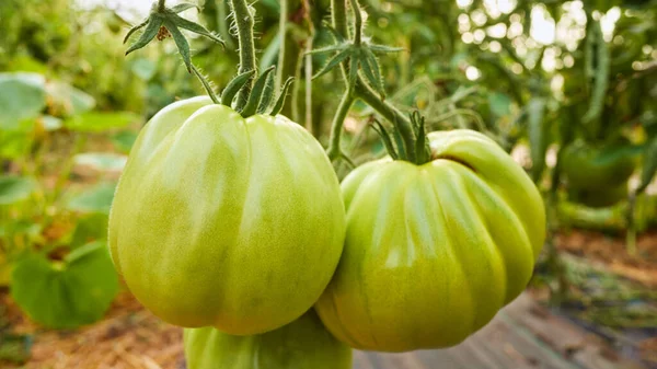 Ripening Organic Green Tomatoes Greenhouse Selective Focus — Stock Photo, Image