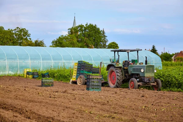 Old Tractor Field Seedlings Boxes Greenhouse Background — Stock Photo, Image