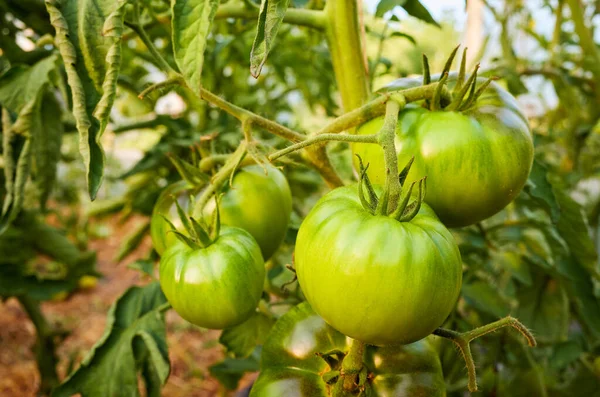 Ripening Organic Green Tomatoes Greenhouse Selective Focus — Stock Photo, Image