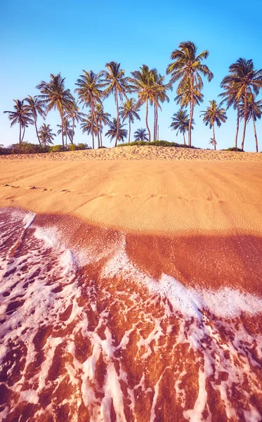 Tropical Παραλία Φοίνικες Καρύδας Στο Ηλιοβασίλεμα Χρώμα Τόνωση Εφαρμόζεται — Φωτογραφία Αρχείου