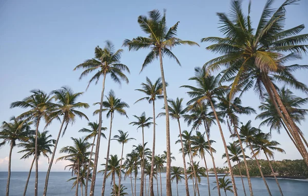 Kokosové Palmy Při Západu Slunce Barevný Obraz Letní Dovolená Koncept — Stock fotografie