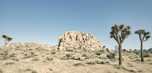 Panoramatický Výhled Národní Park Joshua Tree Barevné Tónování Kalifornie Usa — Stock fotografie