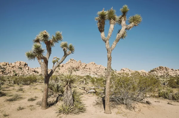 Krajina Národního Parku Joshua Tree Barevné Tónování Aplikováno California Usa — Stock fotografie