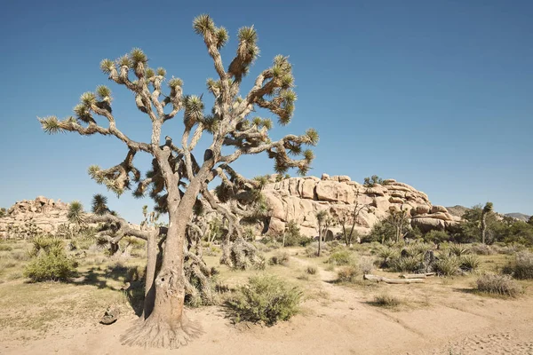 Paisagem Parque Nacional Joshua Tree Tonificação Cor Aplicada Califórnia Eua — Fotografia de Stock