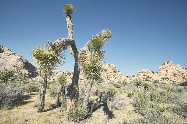 Joshua Tree National Park Color Toning Applied California Usa — 图库照片