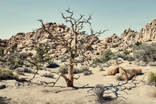 Joshua Tree National Park Paisagem Estéril Cor Tonificada Imagem Califórnia — Fotografia de Stock