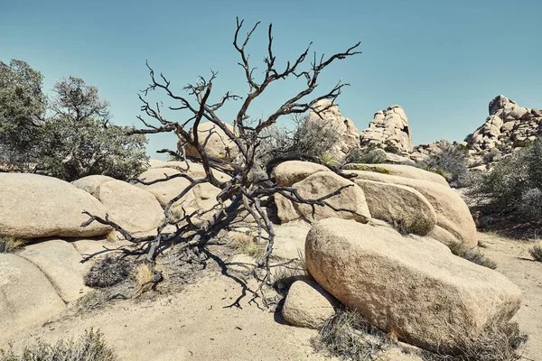 乔舒亚国家公园荒芜的风景 色彩斑斓的图画 加利福尼亚 — 图库照片