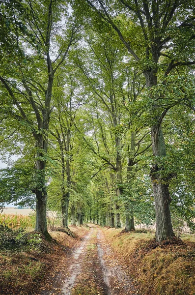Estrada Rural Com Árvores Ambos Lados Cor Tonificada Imagem — Fotografia de Stock