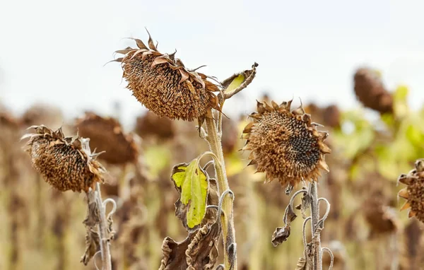 Field Withered Sunflowers Natural Disaster Concept Selective Focus — Stock Photo, Image