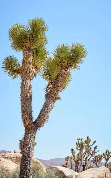 米国カリフォルニア州ジョシュア ツリー国立公園内のジョシュア ツリー ユッカ フォリア — ストック写真