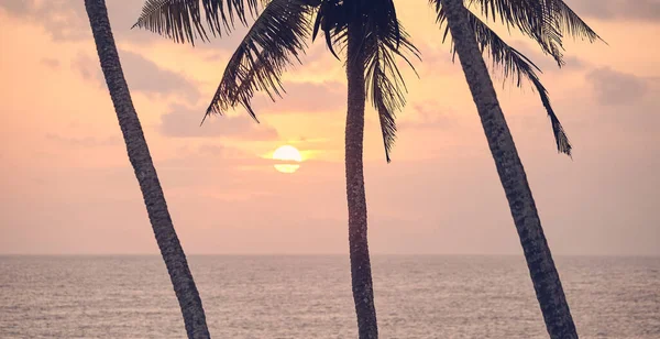 Sylwetki Palm Kokosowych Zachodzie Słońca Zastosowane Tonowanie Kolorów Ostrość Selektywna — Zdjęcie stockowe