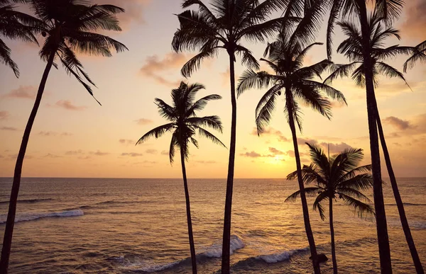 Beautiful Tropical Sunset Coconut Palm Trees Silhouettes — Stock Photo, Image