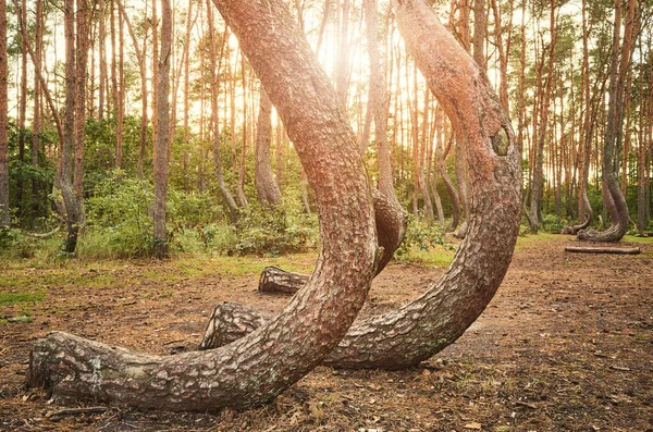 Podivně Tvarované Borovice Crooked Forest Při Západu Slunce Selektivní Zaměření — Stock fotografie