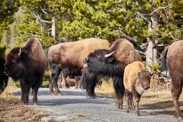 Herd American Bison Bison Bison Una Ruta Senderismo Parque Nacional —  Fotos de Stock