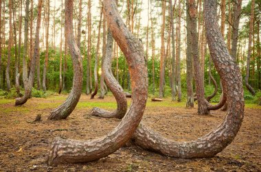 Bent pine trees in Crooked Forest (Krzywy Las) at sunset, Poland. clipart