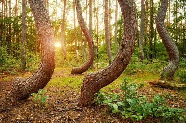 波兰落日时分弯曲森林 Krzywy Las 中的弯曲松树 — 图库照片