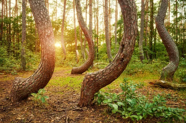 Gebogen Pijnbomen Crooked Forest Krzywy Las Bij Zonsondergang Polen — Stockfoto