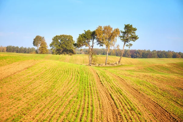 Paysage Automnal Avec Arbres Sur Champ — Photo