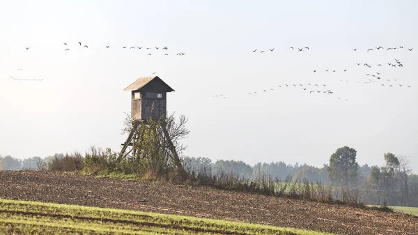 Wooden Hunting Tower Field Flock Flying Birds Distance Hazy Morning — Stock Photo, Image