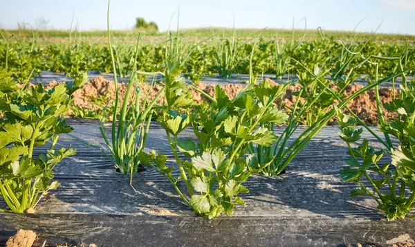 Widok Boku Widok Bliska Pole Uprawne Warzyw Organicznych Plastrami Pokrytymi — Zdjęcie stockowe