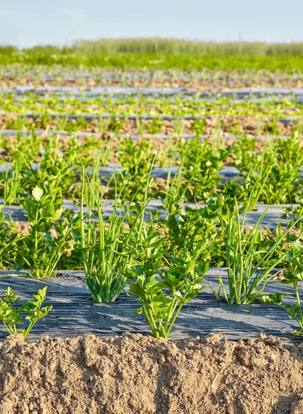 雑草を抑制し 水を節約するために使用されるプラスチックマルチで覆われたパッチを有機野菜畑の側面図 選択的な焦点 — ストック写真