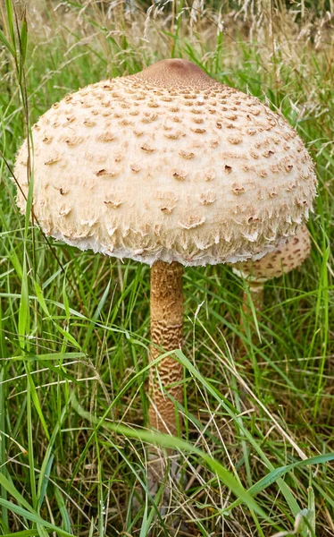 Close Picture Parasol Mushroom Macrolepiota Procera Grass Selective Focus — Stock Photo, Image