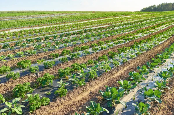 Campo Fazenda Vegetal Orgânico Com Manchas Cobertas Com Cobertura Plástico — Fotografia de Stock