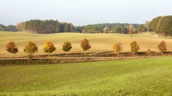 Paisaje Otoñal Con Hilera Árboles Por Camino Tonificación Color Aplicada —  Fotos de Stock