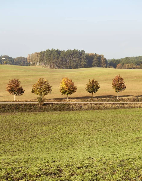 Paisagem Outonal Com Linha Árvores Por Uma Estrada Tonificação Cor — Fotografia de Stock