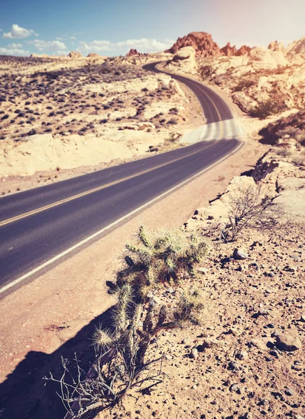 位于美国内华达州火谷州立公园沙漠路旁的仙人掌 选择性焦距 — 图库照片