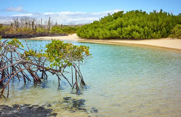 Paisaje Isla Galápagos Con Manglares Ecuador Fotos de stock