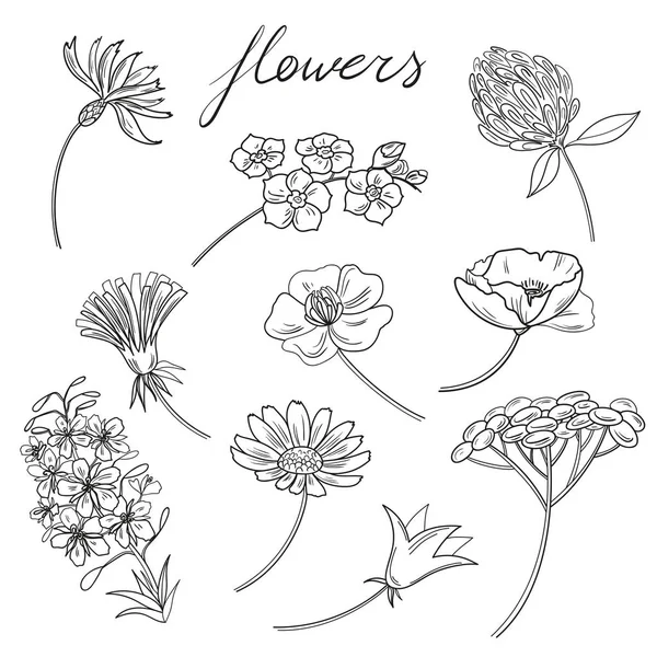 Coleção Botânica Conjunto Elementos Pretos Brancos Flores Silvestres Ilustrações Isoladas — Vetor de Stock