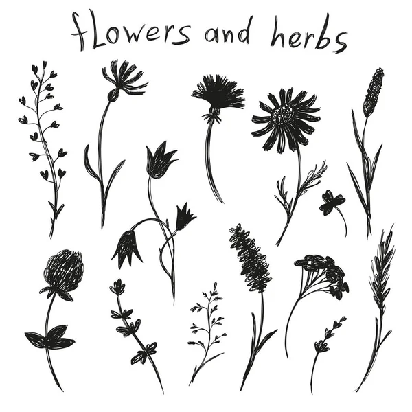 Vector Doodle Illustration Silhouettes Different Isolated Flowers Herbs Sketch Techniques — Stock Vector