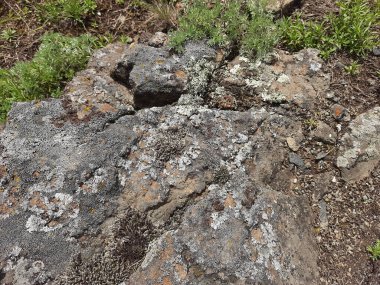 Kayalarda yosun yetişiyor. Vahşi doğanın bitkileri. Flora..