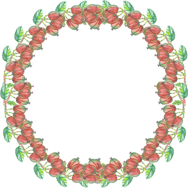 beyaz arkaplanda bektaşi üzümü suluboya çerçevesi