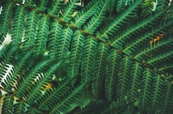 Naturen Lämnar Textur Bakgrund — Stockfoto