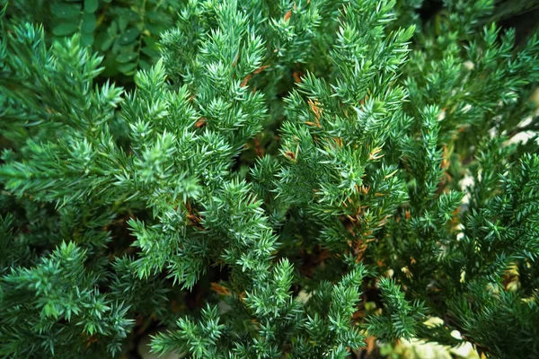 Magic Christmas Christmas Tree Pine Background — Stock Photo, Image