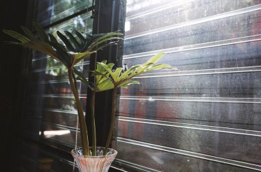 Pencere yanında yeşil bitkiler.