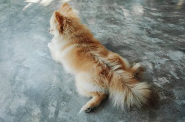 Köpek uyku ve evde sakin ol.