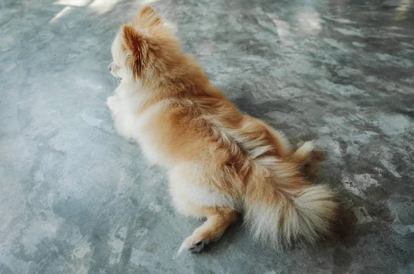 Cão Dormir Relaxar Casa — Fotografia de Stock